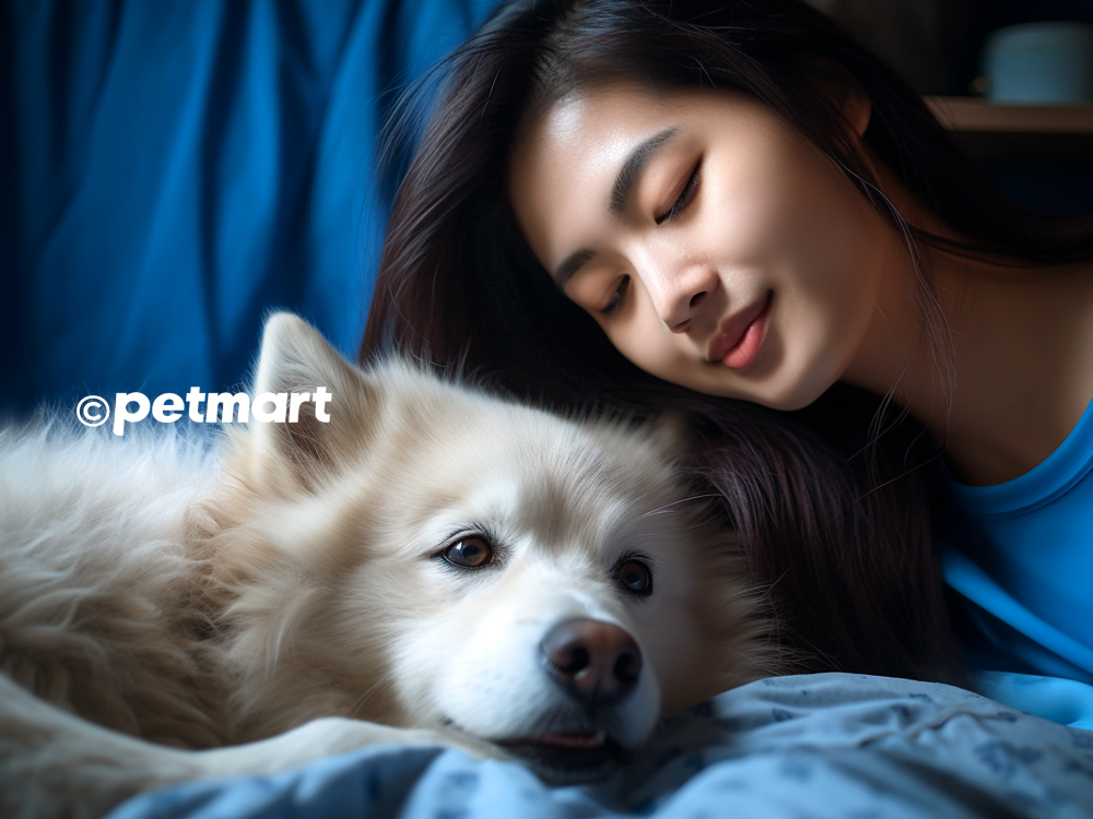 5 điều cần biết khi nuôi và chăm sóc chó già nhiều tuổi