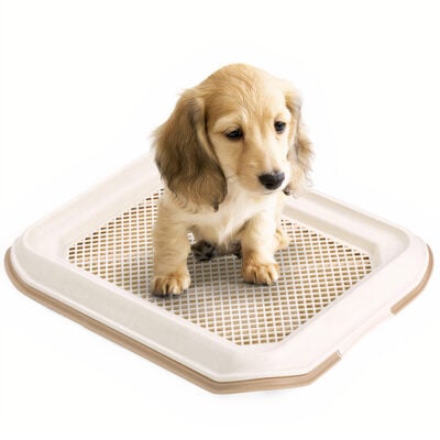 Khay vệ sinh cho chó MAKAR Dog Toilet Trays Small 1