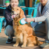 Dây dắt chó mèo đi dạo tự cuốn Retractable Dog Cat Leash