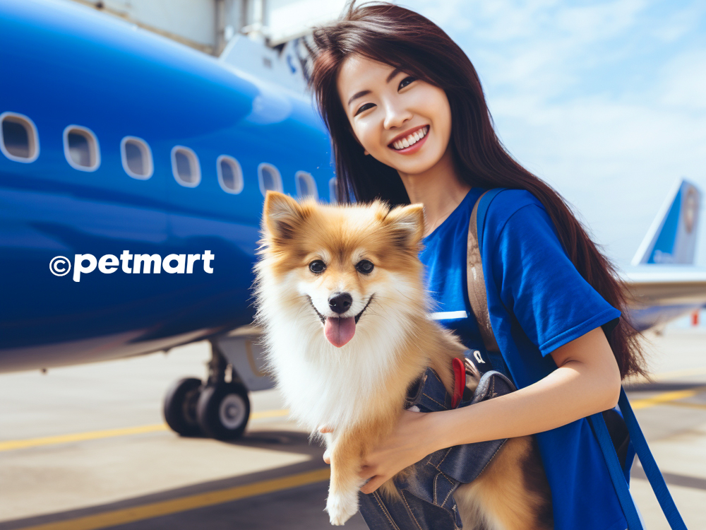 3 thủ tục làm giấy kiểm dịch để gửi chó mèo đi máy bay