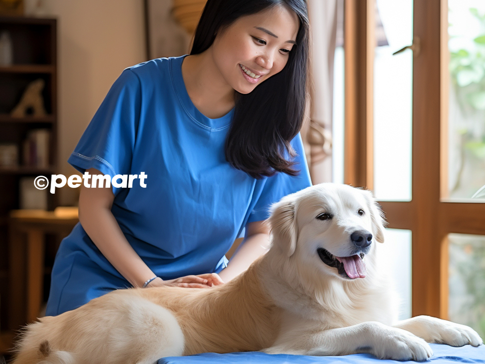 Cách chăm sóc chó mang thai tại nhà cần phải biết