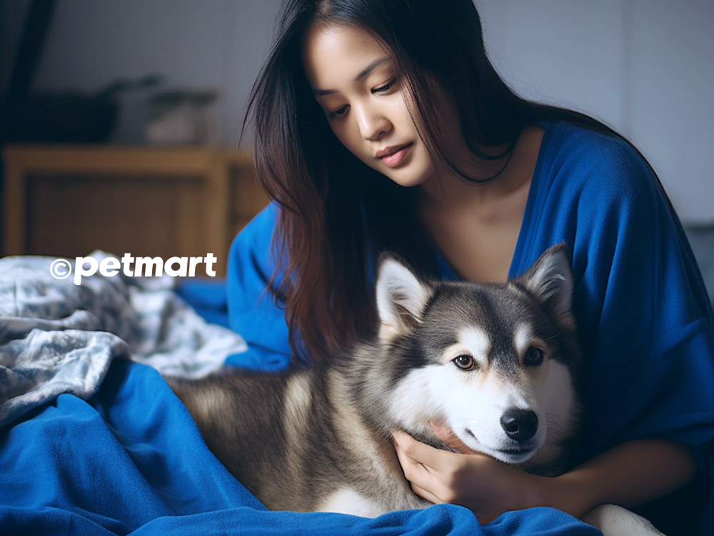 10 dấu hiệu nhận biết chó bị cảm lạnh để chữa trị kịp thời