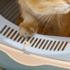 Nhà vệ sinh cho mèo PAW Fat Meow Cat Box Litter