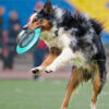 Đồ chơi đĩa bay bánh thưởng cho chó mèo PAW Pet Frisbee Leakage Toy