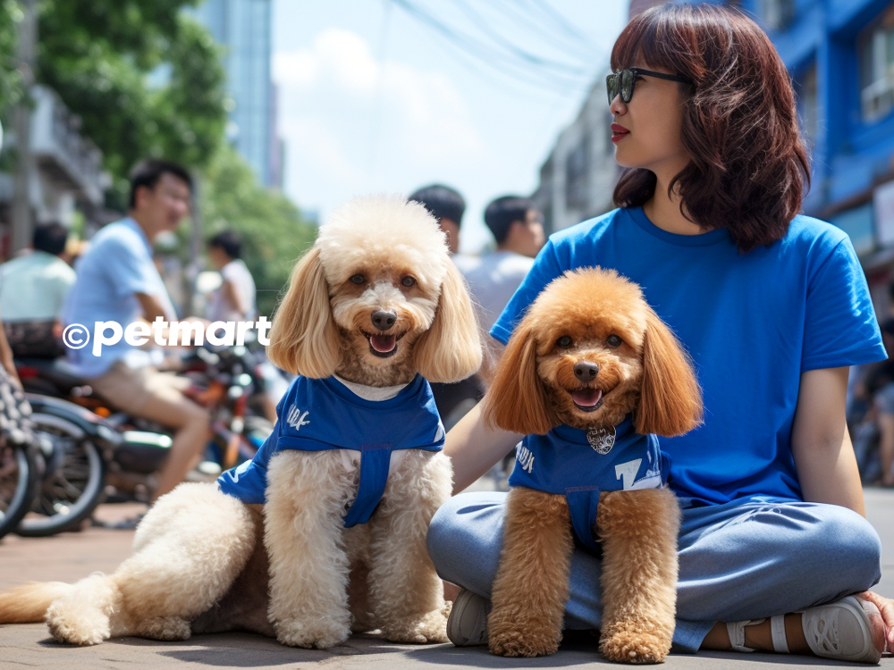 Cách phối giống chó Poodle theo bảng màu lông