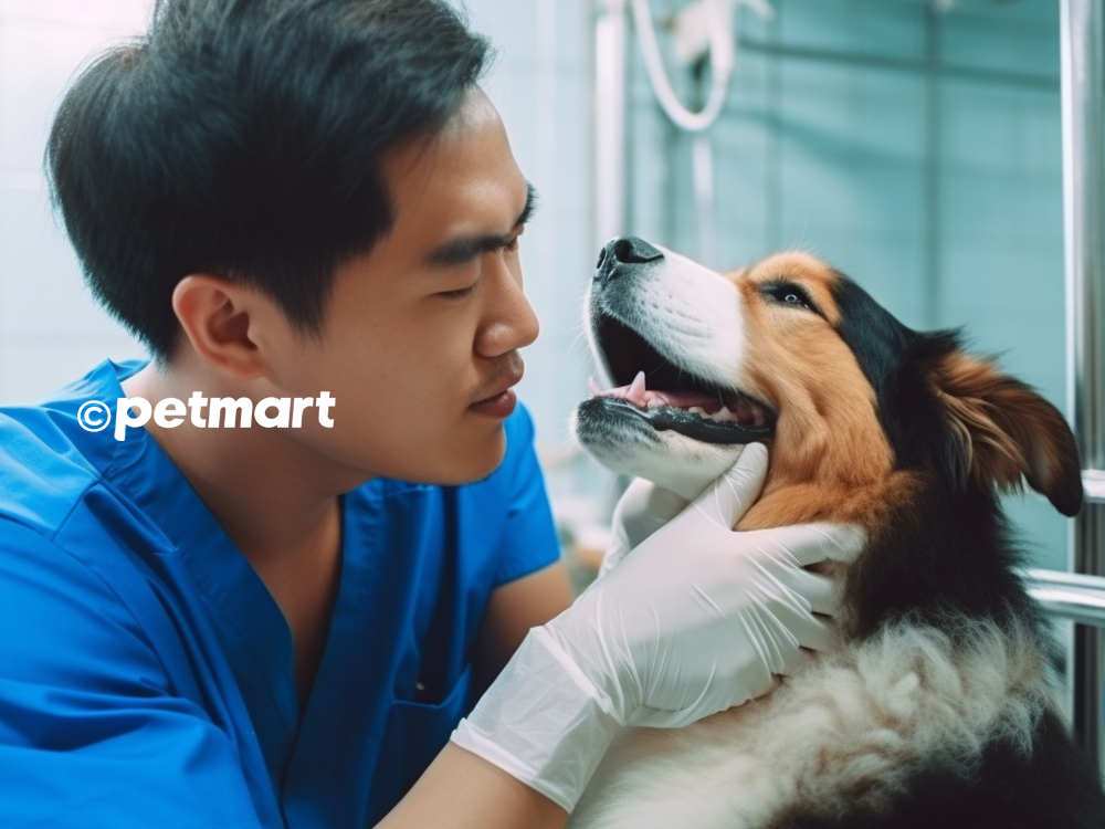 4 nguyên nhân gây bệnh ho cũi chó và cách chữa trị 1 4 nguyên nhân gây bệnh ho cũi chó và cách chữa trị