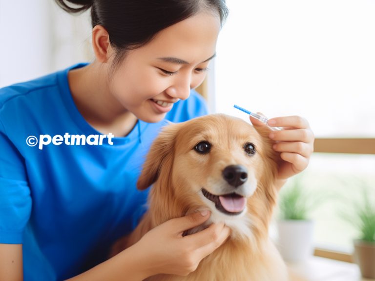 3 cách trị ve chó và diệt bọ chét chó hiệu quả nhất